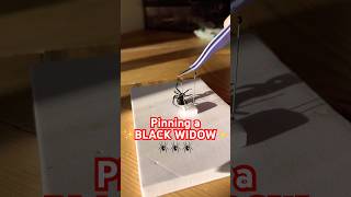 Pinning the black widow from a rehydration chamber spiders blackwidow blackwidows howto diy [upl. by Rossuck]