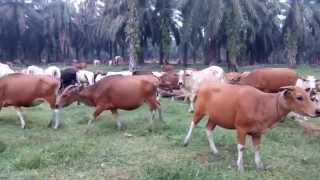 The wild cattle in Indonesia [upl. by Holcman]