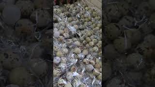 Farm Fresh Quail Eggs The Quail shop  youtubeshorts youtube shorts short reels video farm [upl. by Teague]