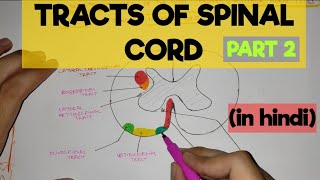 Sensory Ascending Tracts in the Spinal Cord [upl. by Hillel411]