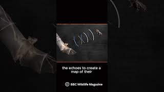 How do Bats echolocate [upl. by Ahsim]