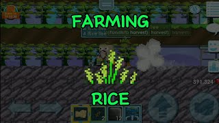 JANGAN Farming Rice Update 2024 Growtopia [upl. by Niriam]