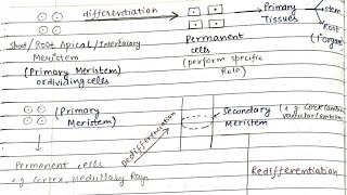 Differentiation  DedifferentiationRedifferentiation😎🤩Notes 📝 [upl. by Della]