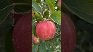 New Technique of Growing Apple at Home 🍎 plants farming shorts [upl. by Adamsun]