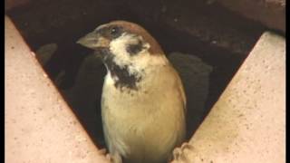 Feldsperling  Passer montanus [upl. by Tybi]