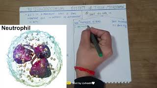 Reticuloendothelial system tissue macrophagesdefence mechanism of bodyshashikantrajput1010 [upl. by Serafina971]