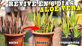 El Secreto Para Salvar Tu Aloe Vera de Manchas Marrones 🌿 jardín aloevera plantas [upl. by Puna605]