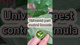 Universal pest control formula shortvideo plants youtubeshorts shorts garden farming [upl. by Enogitna]