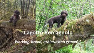 Lagotto Romagnolo loves outdoors [upl. by Carce]