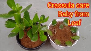 Crassula plant care  crassula plant from leaf March garden work [upl. by Kariv]