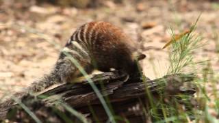 Numbat rubbing its chest on a log [upl. by Notgnirrab]