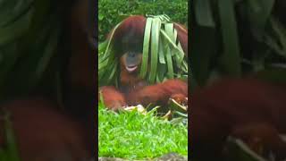 Funny Orangutan [upl. by Ecinnaj]