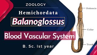 Balanoglossus  Blood Vascular System  B Sc Ist year  Zoology [upl. by Gimble20]