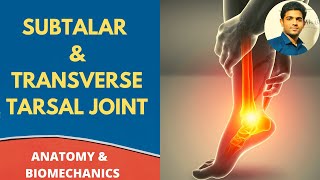 SUBTALAR amp TRANSVERSE TALAR JOINT ANATOMY BIOMECHANICS  Ankle Series 3 [upl. by Lusar]