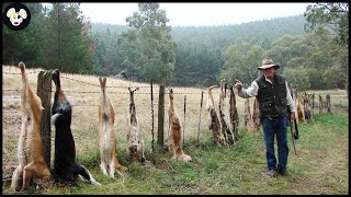 How Australian Farmers Deal With Wild Dingo Dogs Attacking Livestock [upl. by Enitsud258]