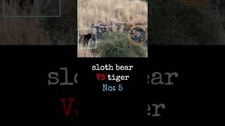 tiger vs sloth bear wildlife animals [upl. by Rudie]