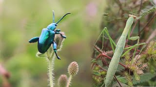 Insects fighting green bug and mantis [upl. by Retnuh882]