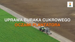 Uprawa buraka cukrowego oczami plantatora  Rozmowa z Panem Mariuszem Grabnym cz 2 [upl. by Genesia]