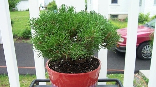 Pinus mugo Pumilio Group Large Plant [upl. by Tezile23]