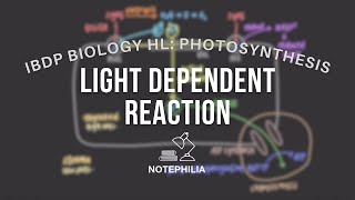 IB Biology HL Photosynthesis  Light Dependent Reaction [upl. by Eahsram]