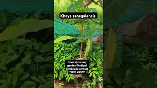 Original khaya senegalensis plant African veriety pure mahogany plant call 63795 49907shorts [upl. by Ebba]