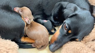 Mini Dachshund gives birth to 3 puppies There is 1 chocolate puppy [upl. by Karalee]