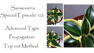 Advanced Sansevieria  Snakeplant Propagation  Sansevieria Special Episode 10 [upl. by Ardle]