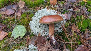 Польський гриб або пісочник Boletus badius Fr Їстівні гриби [upl. by Nawuq267]