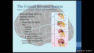 Biopsychology Chapter 3 Part 1 [upl. by Brande]