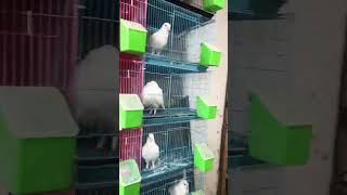 Pigeon loft minivlog vlog pigeon minivlog petvlogger kabutar [upl. by Aierbma]