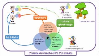 Le phénotype diversité des individus dune population [upl. by Kletter]