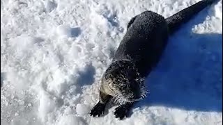 Curious otter visits ice fishing group on Moosehead Lake [upl. by Ramed]