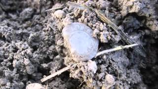 Metal Detecting Silvers Roman Coins amp Bronze Age in Cambridgeshire [upl. by Linnet]