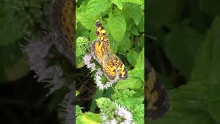 Fritillary Butterflies on Peppermint Flowers [upl. by Paris874]