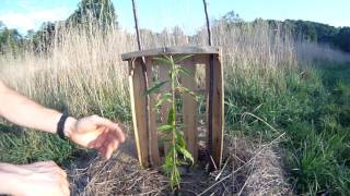 Permaculture  Forêt comestible  Préparation du sol et protection des arbres  Septembre 2016 [upl. by Jarnagin]