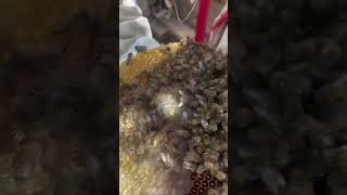 Eşsiz lezzeti ile karakovan balı bee honey [upl. by Amand]