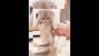 Meowgical Moments Capturing the Cutest Cat Shenanigans 45  Nala Cats [upl. by Attenyw]