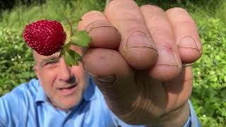 Pick Strawberry Alpine Strawberry plants [upl. by Ardekal]