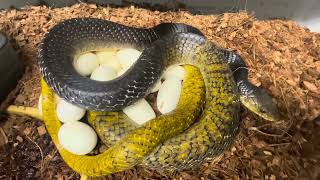 First eggs 2024 YELLOW TAIL CRIBOS [upl. by Yendroc]