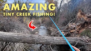 The Small Creek With Surprisingly Large Fish Tenkara Fly Fishing [upl. by Truc]