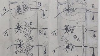 NIH Exhibits Original Cajal Neuroscience Drawings [upl. by Hulton662]