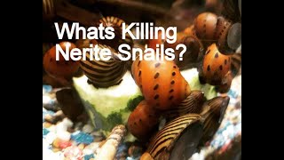 Nerite Snails Why They Die In Your Freshwater Aquarium [upl. by Celinka]