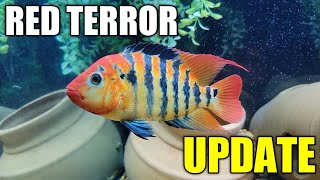 Red Terror Cichlid Update  82521 [upl. by Douglas]