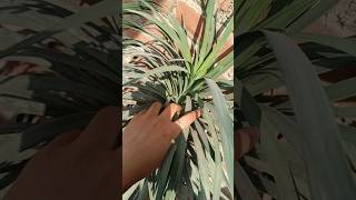 Yucca plant trending garden gardening shorts viralshorts flowers nature naturelovers yt [upl. by Nosrac]