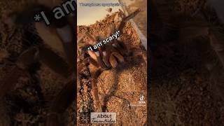 Tarantula attacking me🤨😡 arachnids spider tarantula insects spiders tarantulas nature [upl. by Neelhtak]