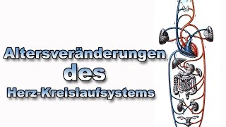 Altersveränderungen des HerzKreislaufsystems  Anatomie  Pflege Kanal [upl. by Anaytat762]