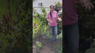 Pruning and Caring for Raspberries shorts gardening pruning [upl. by Lightfoot]