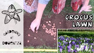 How to Plant amp Grow a Crocus Lawn  Spring amp Autumn Flowering Crocuses [upl. by Hameerak265]