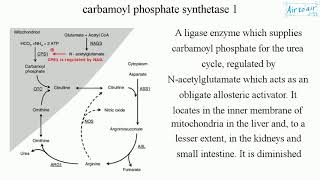 carbamoyl phosphate synthetase 1 [upl. by Katonah]