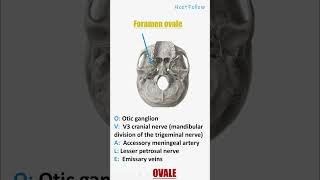 Foramen ovale mnemonics concept for neetpg Inicet Fmge Next mbbs and nextfellow [upl. by Siuraj452]